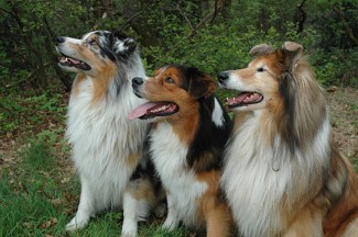 who gets the dog in a divorce who gets the dog in a divorce