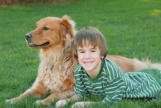 who gets custody of the dog in a divorce who gets custody of the dog in a divorce